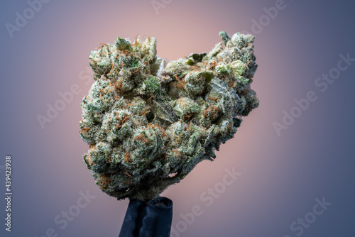 Cannabis Flower Macro - Strain: Sarafina #1