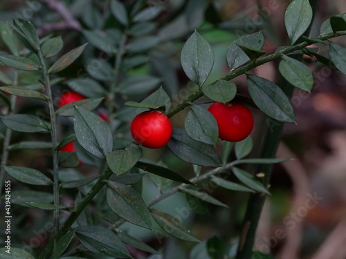 RUSCO (RUSCUS ACULEATUS). DETALLE DE LAS PEQUEÑAS HOJAS DE COLOR VERDE OSCURO. DETALLE DEL FRUTO ROJO. photo