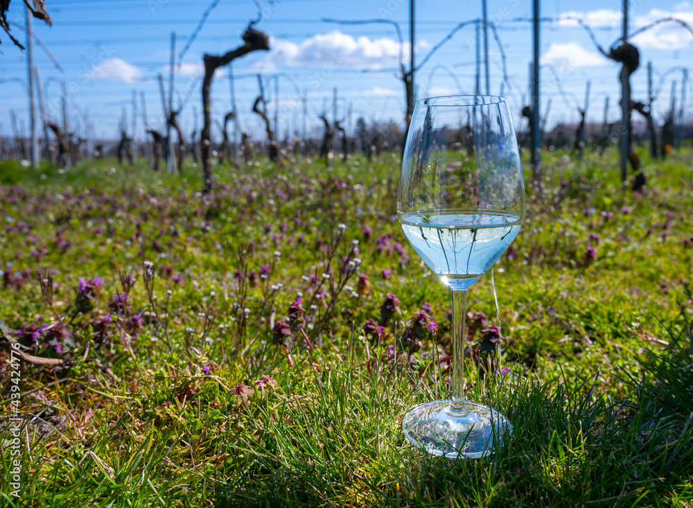 Wine production in Netherlands, white wine tasting glass close up on spring vineyard