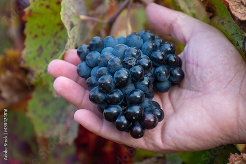 Colorful leaves and ripe black grapes on terraced vineyards of Douro river valley near Pinhao in autumn, Portugal