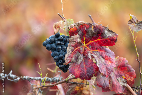 Colorful leaves and ripe black grapes on terraced vineyards of Douro river valley near Pinhao in autumn, Portugal