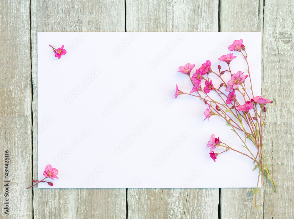 Wildflowers. Spring Flowers with blank paper for greeting message on wooden background. Vintage Floral mock up with Saxifraga Pink flowers. Copy space