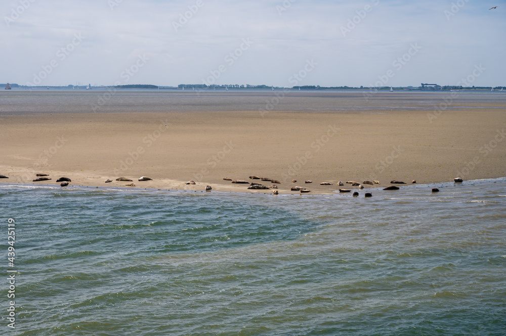Animal collection, group of big sea seals resting on sandy beach during low tide in Oosterschelde, Zeeland, Netherlands Animal collection, group of big sea seals resting on sandy beach during low tide in Oosterschelde, Zeeland, Netherlands