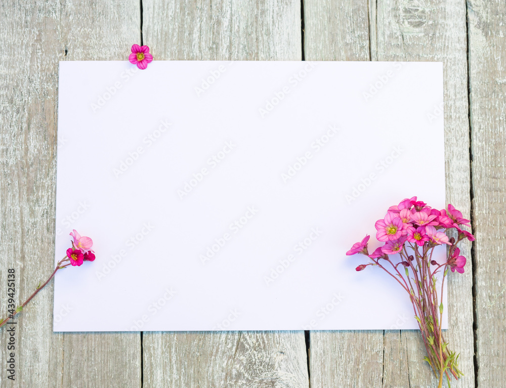 Obraz premium Wildflowers. Spring Flowers with blank paper for greeting message on wooden background. Vintage Floral mock up with Saxifraga Pink flowers. Copy space