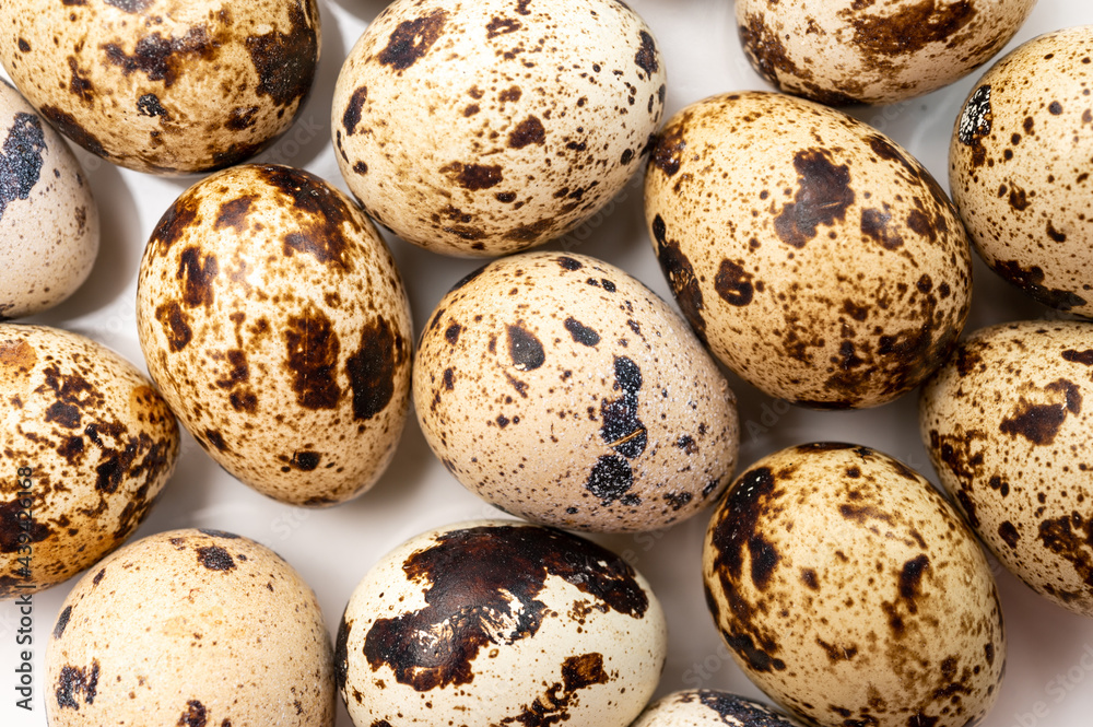 Fresh small spotted partridge eggs on white board Fresh small spotted partridge eggs on white board