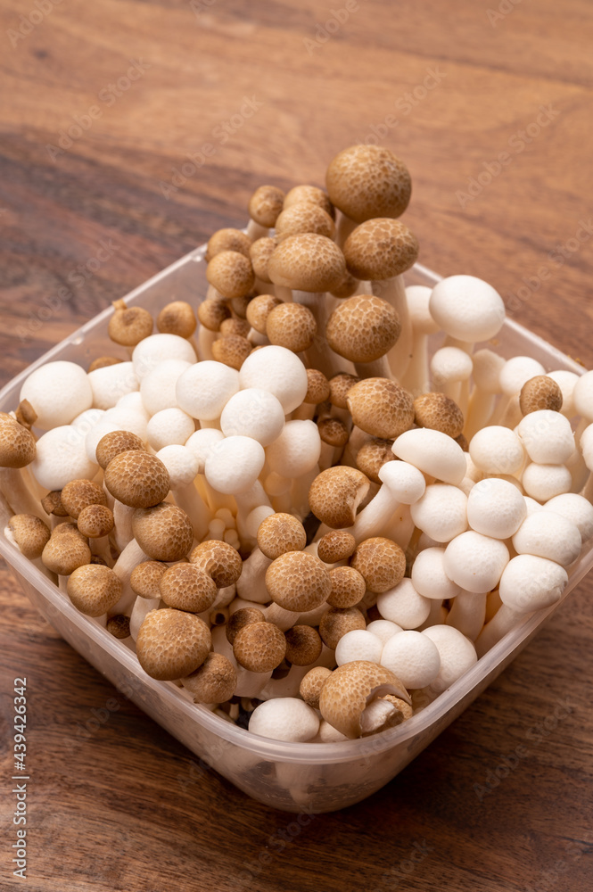 Shimeji edible mushrooms native to East Asia, buna-shimeji is widely cultivated and rich in umami tasting compounds Shimeji edible mushrooms native to East Asia, buna-shimeji is widely cultivated and rich in umami tasting compounds