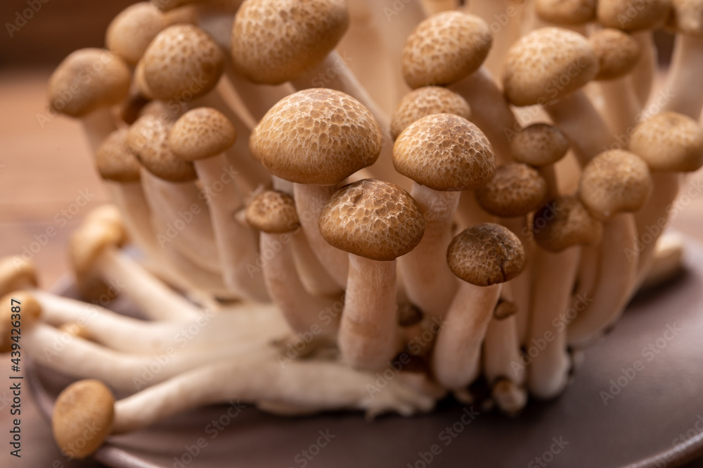 Shimeji edible mushrooms native to East Asia, buna-shimeji is widely cultivated and rich in umami tasting compounds Shimeji edible mushrooms native to East Asia, buna-shimeji is widely cultivated and rich in umami tasting compounds