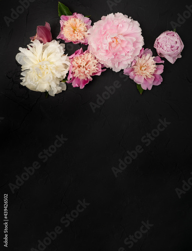 Beautiful cluster of fresh pink peony blooms on black background