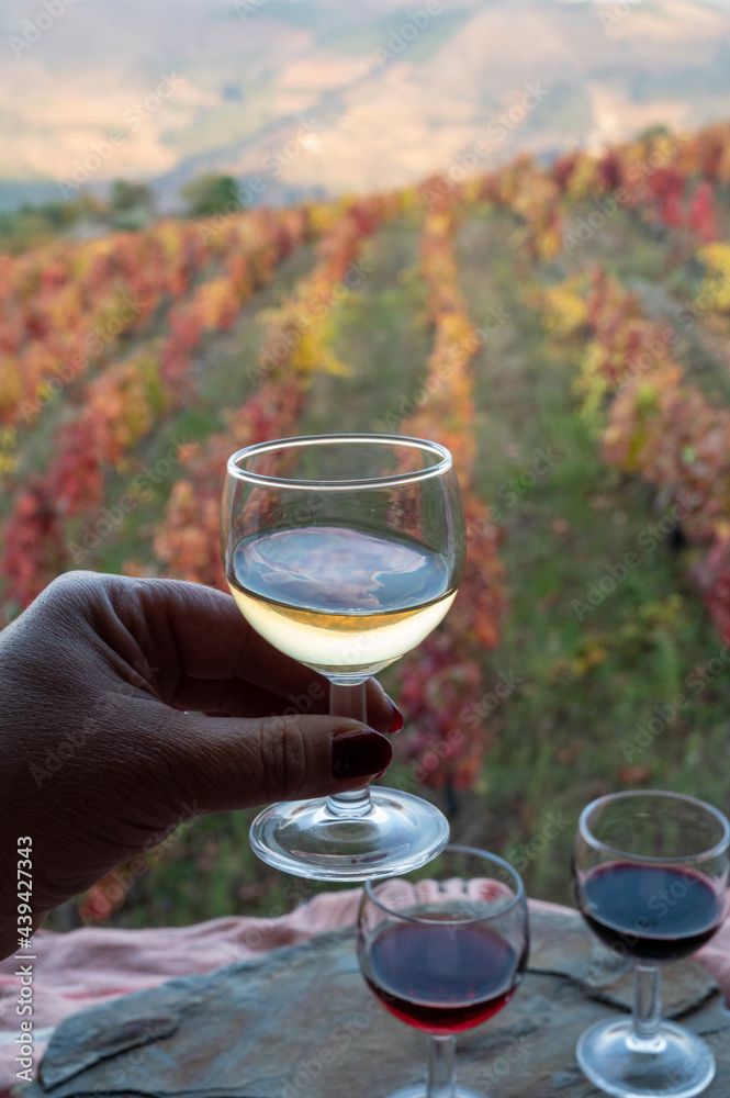 Fototapeta premium Tasting of Portuguese fortified port wines produced in Douro Valley with colorful terraced vineyards on background in autumn, Portugal