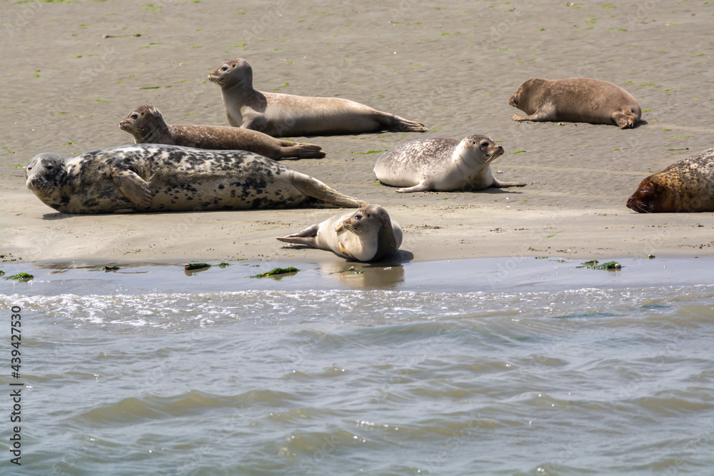 Fototapeta premium Animal collection, group of big sea seals resting on sandy beach during low tide in Oosterschelde, Zeeland, Netherlands