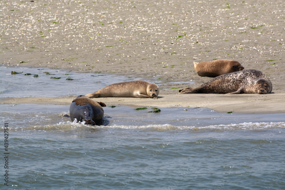 Animal collection, group of big sea seals resting on sandy beach during low tide in Oosterschelde, Zeeland, Netherlands Animal collection, group of big sea seals resting on sandy beach during low tide in Oosterschelde, Zeeland, Netherlands