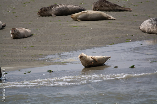 Animal collection  group of big sea seals resting on sandy beach during low tide in Oosterschelde  Zeeland  Netherlands