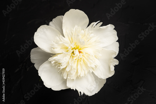 Fototapeta Naklejka Na Ścianę i Meble -  White peony bloom on black  background