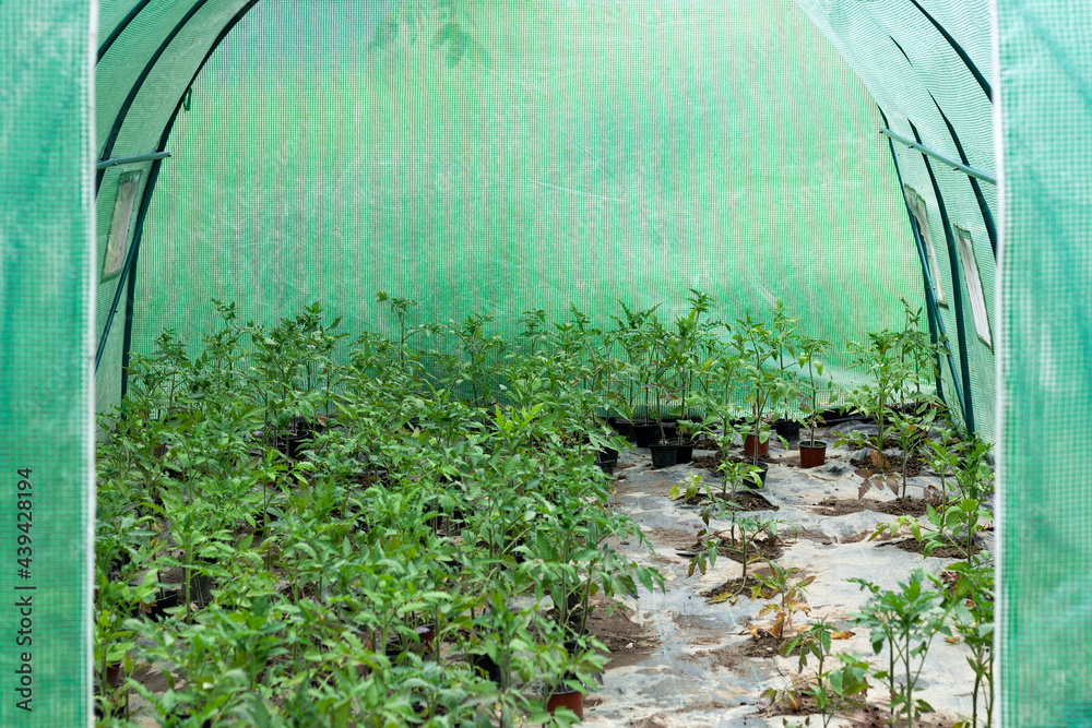 Tomato seedlings in a foil tunnel