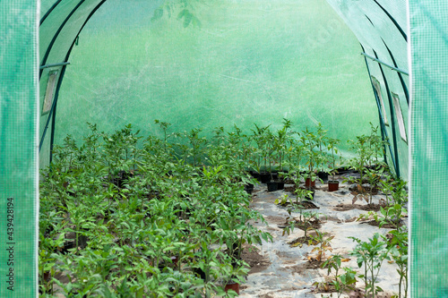 Obraz na płótnie Tomato seedlings in a foil tunnel w salonie