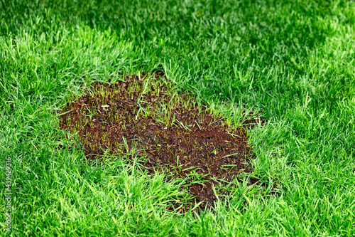 New grass growing from reseeding in green lush lawn photo