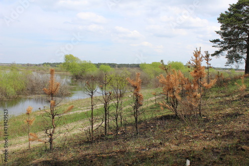 consequences of a fire in the forest. Burnt dead trees against the background of green grass. spring