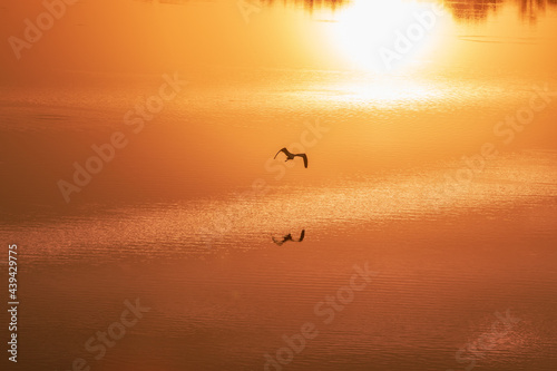 orange sunset over a lake with a silhouette bird reflection in the water