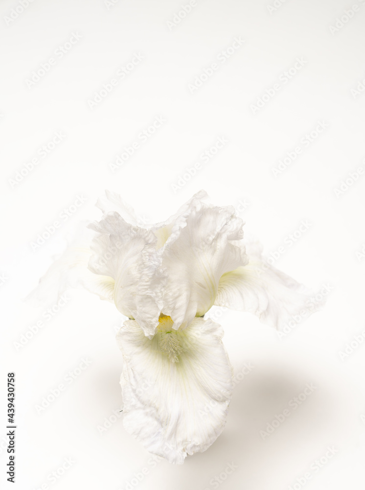 beautiful delicate white iris bloom on white background