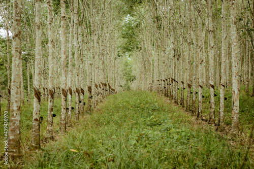 Rubber plantation in Kalimantan