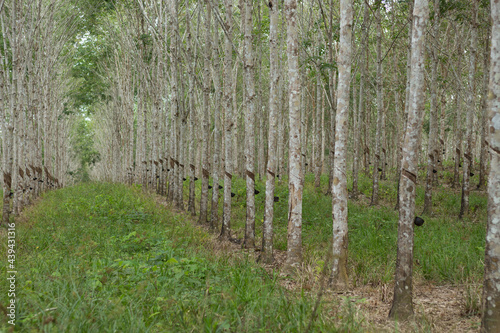 Fototapeta Naklejka Na Ścianę i Meble -  Rubber plantation in Kalimantan