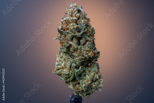 Cannabis Flower Macro - Strain: SG 24k