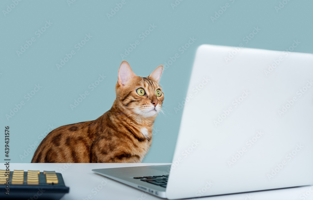 Domestic cat looks intently at the laptop screen