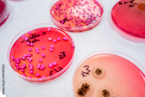 Science Research In A Lab