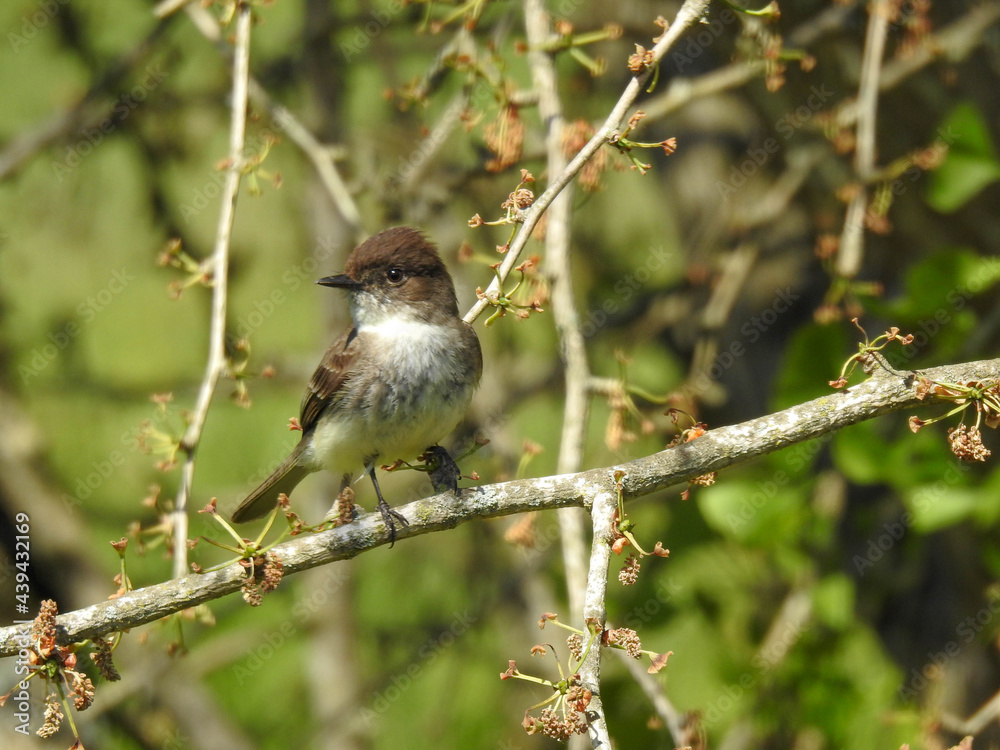 Eastern Phoebe in a Tennassee back yard