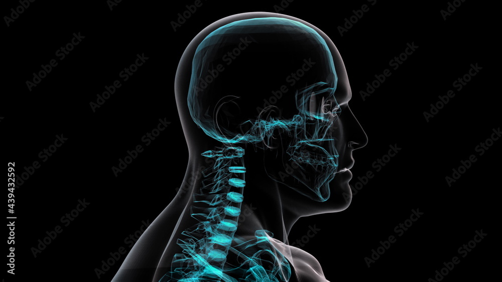Translucent 3d render skull and humerus on digital surface. Full anatomical scan upper skeleton. Digital reconstruction of artificial intelligence visuals with futuristic design. Translucent 3d render skull and humerus on digital surface. Full anatomical scan upper skeleton. Digital reconstruction of artificial intelligence visuals with futuristic design.