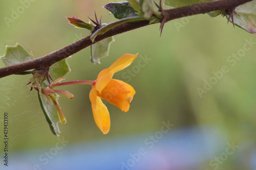 Oregon Grape Blossom Gold 01 © C Vincent Ferguson