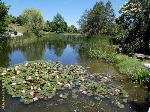 Landscape of regular park with lotuses on the pond 