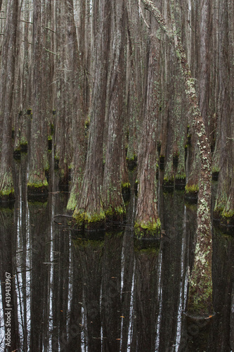 Cypress trees standing in a lake