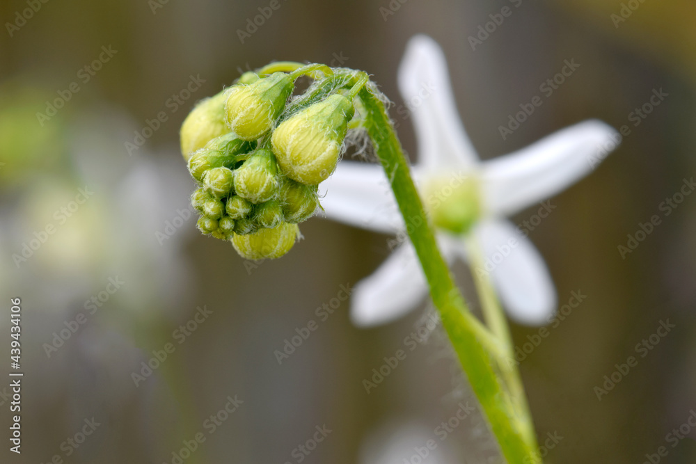 Wild Cucumber Cluster 02