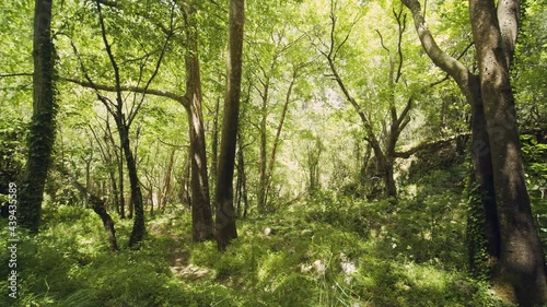 Trees in the Forest