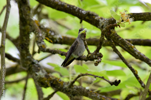 Hummingbird Branch 01