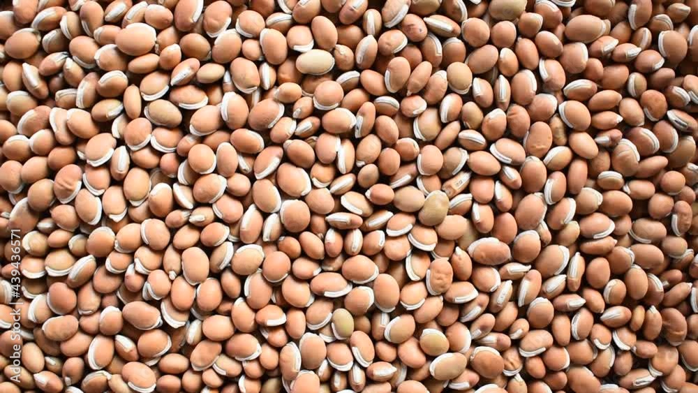 Raw whole dried brown Hyacinth beans Raw whole dried brown Hyacinth beans