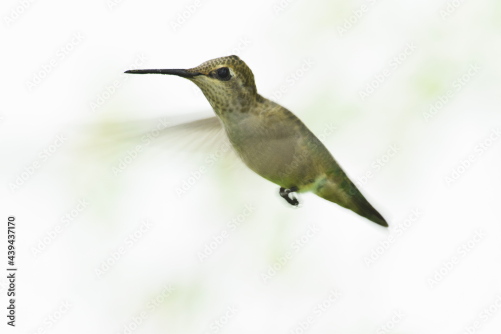 Fototapeta premium Anna's Hummingbird Profile 03