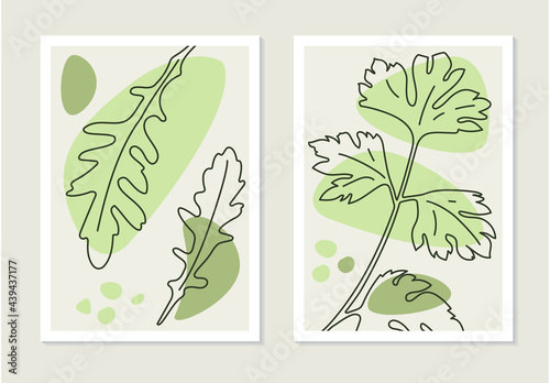 Set of green leaves. Arugula and celery plants posters. Creative line art background in minimal trendy style.  Vector