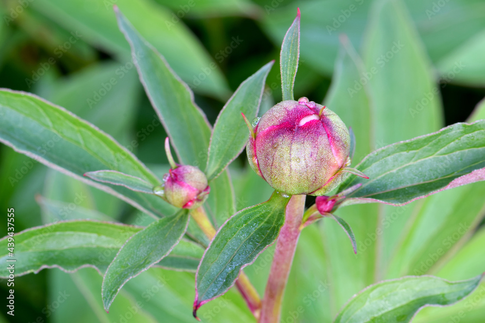 Red Peony Bud 01 Red Peony Bud 01