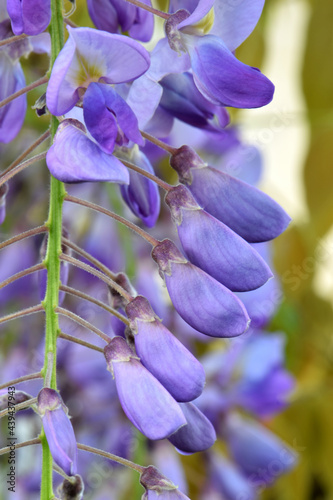 Wisteria Fronds 03 photo