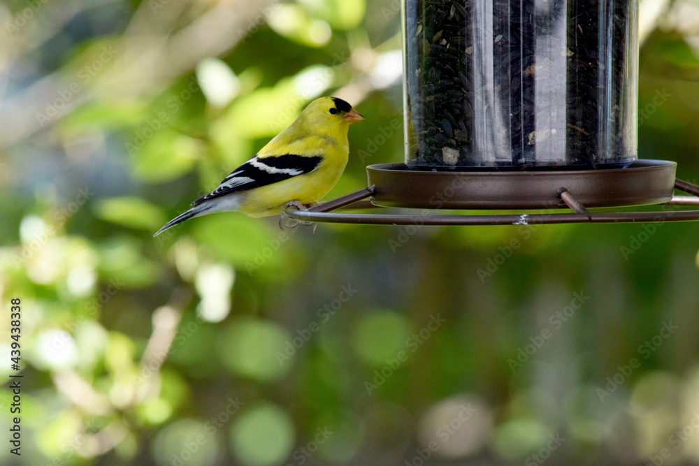 Obraz premium Goldfinch Feeder 03