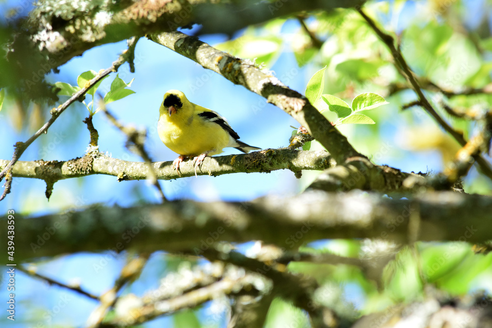 Goldfinch on Branch 03