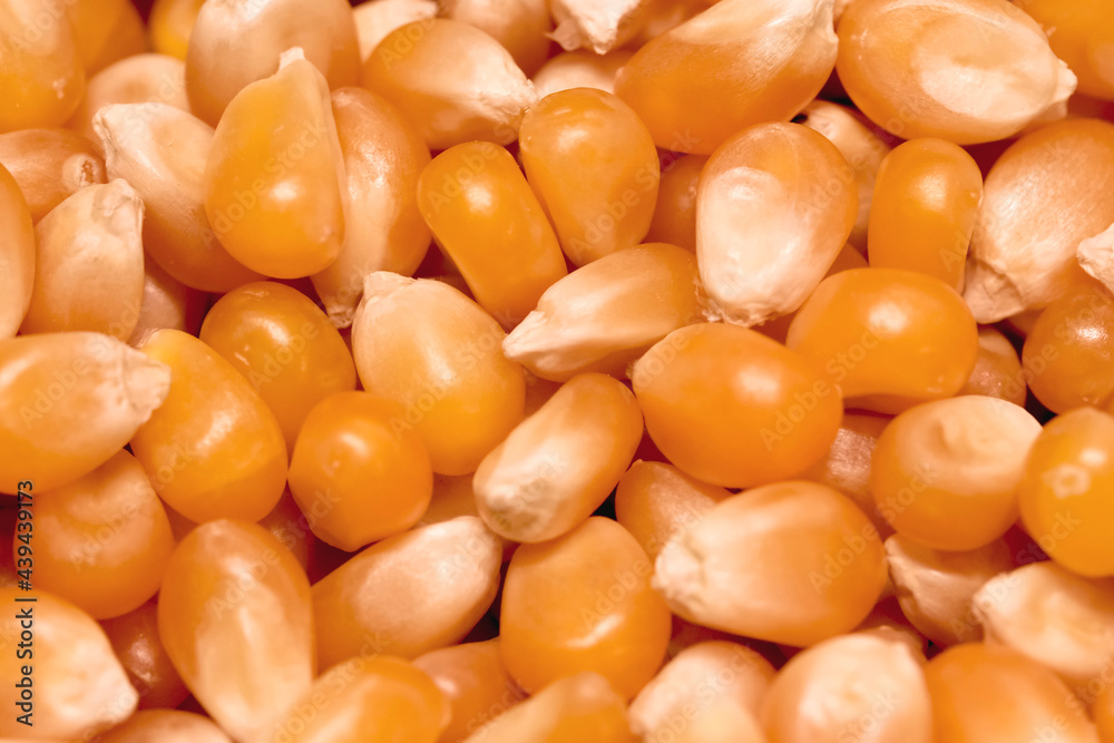 Semillas de maíz para palomitas. Close up Semillas de maíz para palomitas. Close up