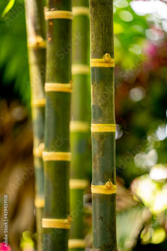 Bamboo Background with blurry background bokeh
