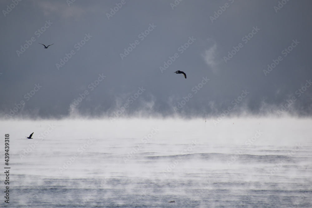 Fototapeta premium 毛嵐が発生した海と飛ぶ野鳥