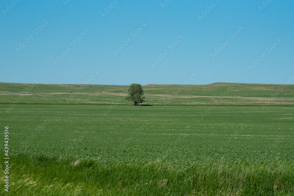 Alone in the Prairie