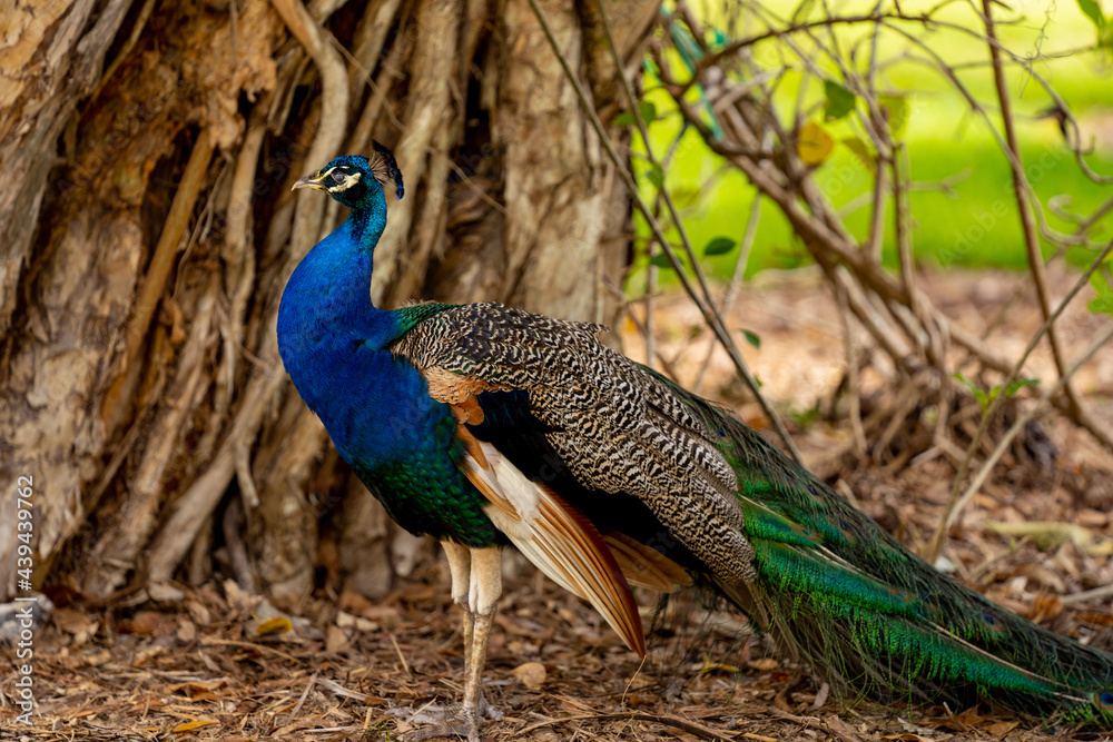 Colorful feathered peacock in the wild Colorful feathered peacock in the wild