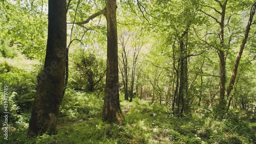 Trees in the Woods
