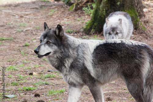 Grey wolf outdoors © Allen Penton